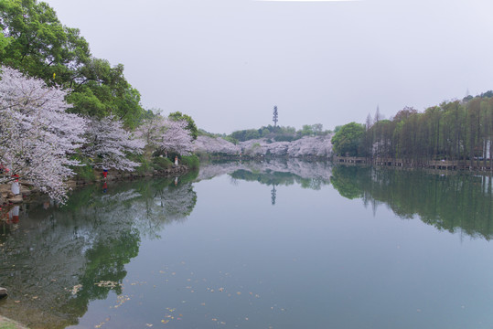 湖南省森林植物园樱花