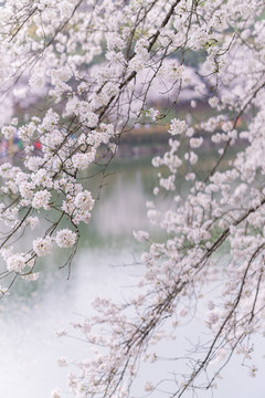 湖南省森林植物园樱花