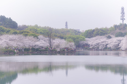 湖南省森林植物园樱花