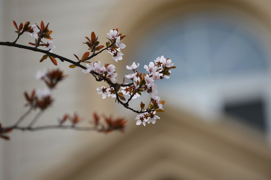 春天小区里的樱花