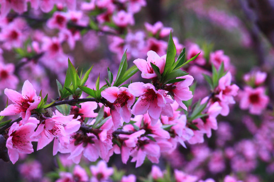 桃花