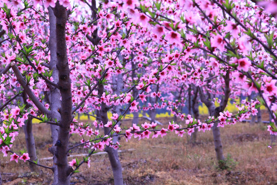 桃花