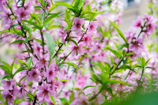 桃花枝