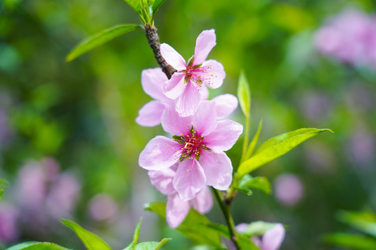 桃花