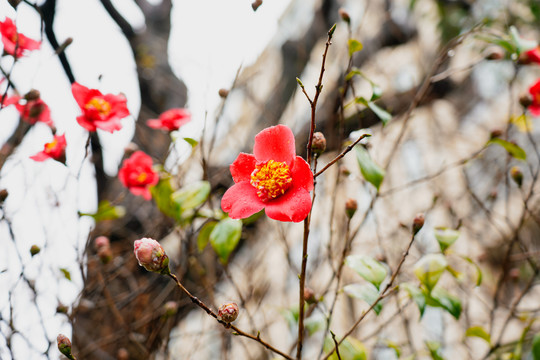 茶花