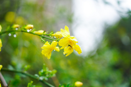 黄色小花