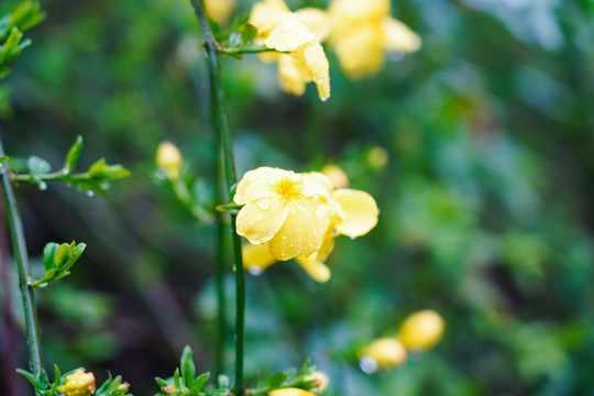 小黄花