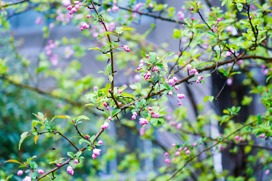 春暖花开