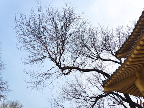 仰拍树枝
