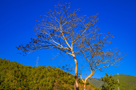 蓝天一棵树