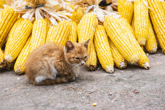 秋收玉米猫咪