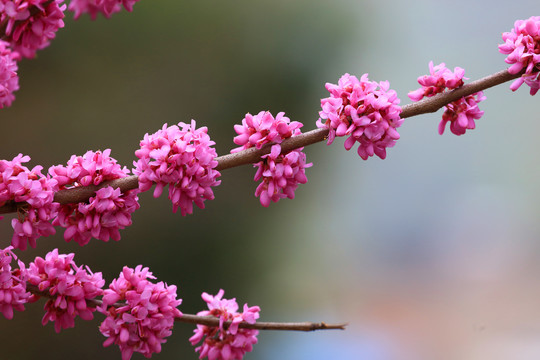 紫荆花