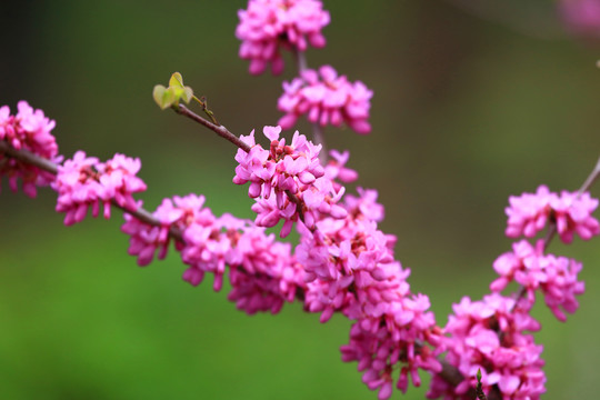 紫荆花