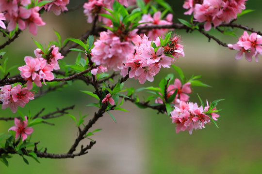 粉红桃花