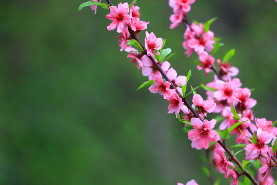 桃花枝