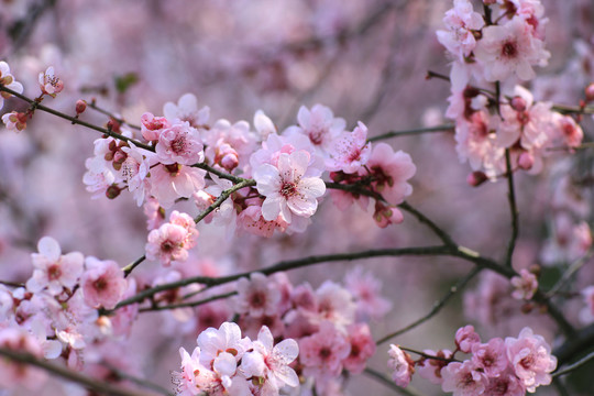 梅花盛开