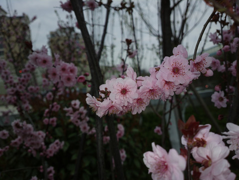 梅花