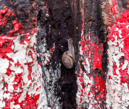 树缝隙中的蜗牛特写