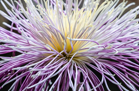 秋菊