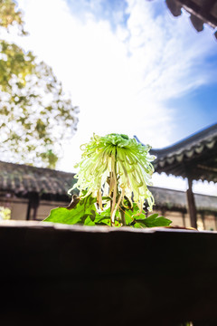 秋菊