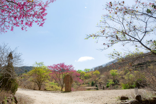 新丰樱花峪