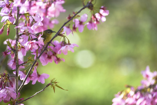 山樱花