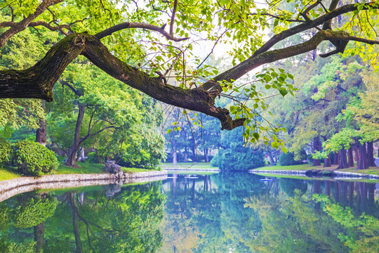 森林湖水风景