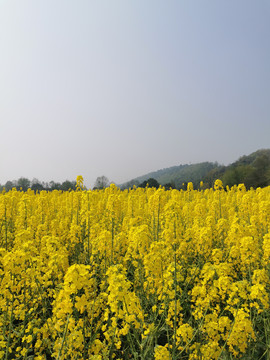 油菜花