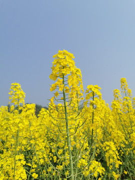 油菜花海