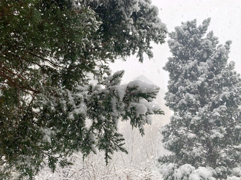 雪中松树