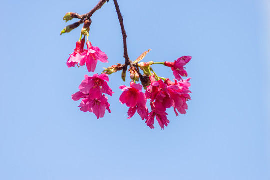 蓝色天空中的樱花