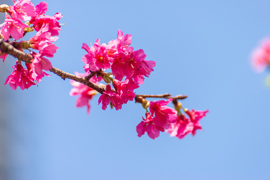 广州花城广场樱花树盛开