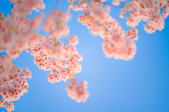 樱花春天蓝天