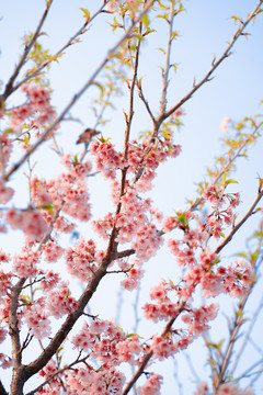 樱花树枝