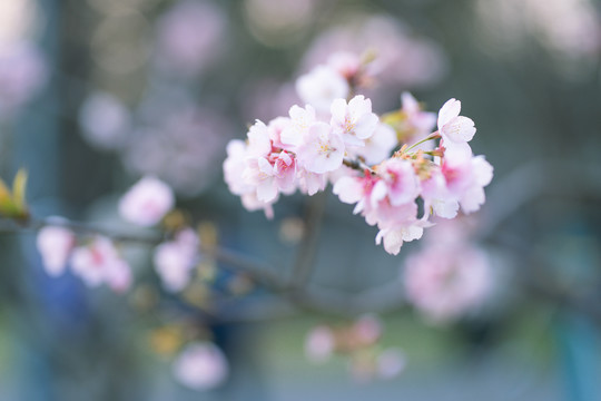 樱花粉色春天