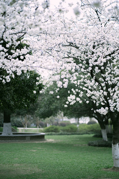 樱花树