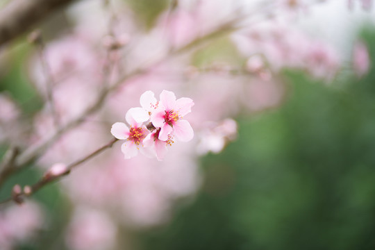 桃花特写