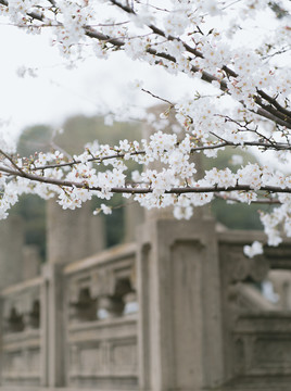 樱花白色