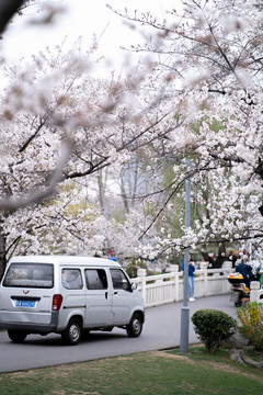 樱花树林