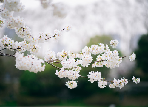 春天樱花特写