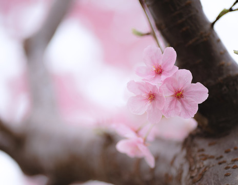 粉色樱花特写