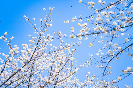 蓝天白色樱花
