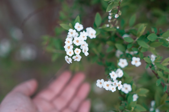 春天雪柳植物