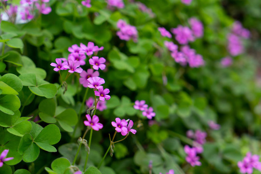 紫色小花三叶草