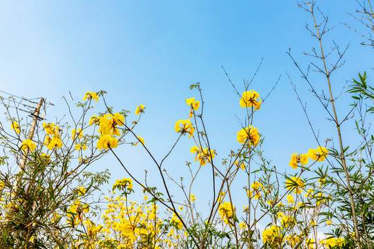 黄花风铃