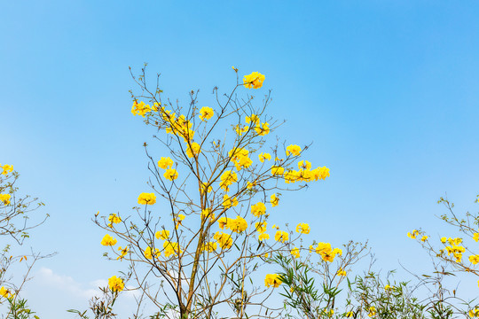 黄花风铃