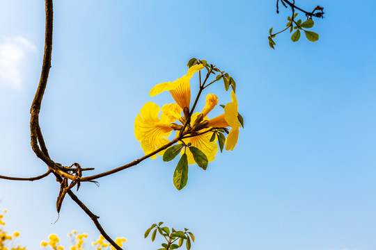 黄花风铃