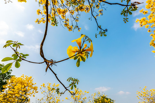 黄花风铃