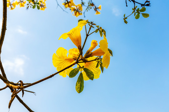 黄花风铃