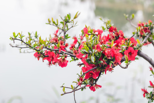 春天户外红色花朵海棠花特写